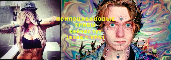 стаф Болотное